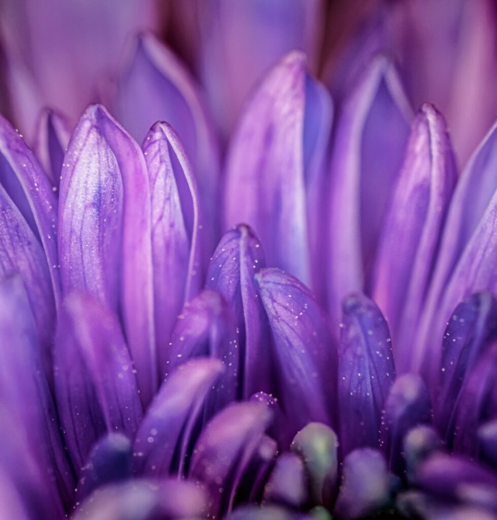 light purple flower petals glowing in a soft light