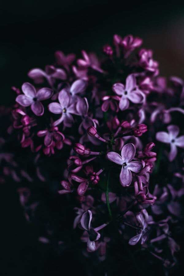 deep purple lilacs